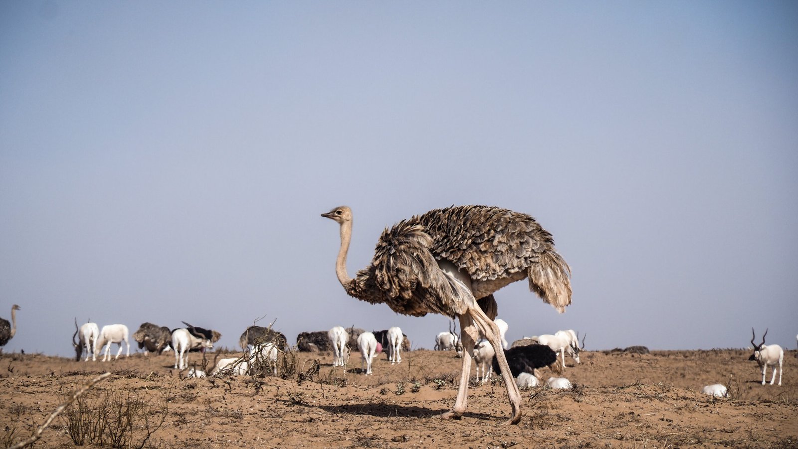Oiseaux et flamants roses dans le parc national de Souss-Massa