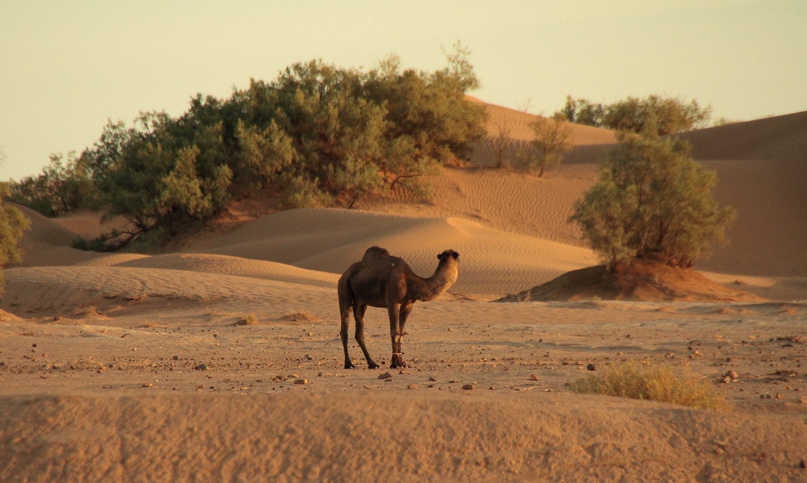 Dunes de l'Erg Chigaga et bivouac dans le désert après Foum Zguid